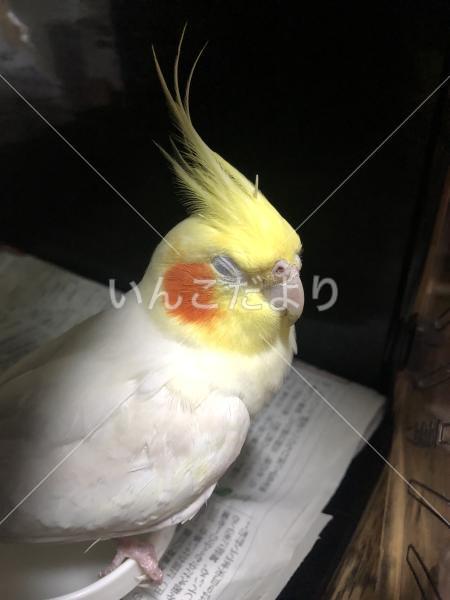 保護鳥の写真