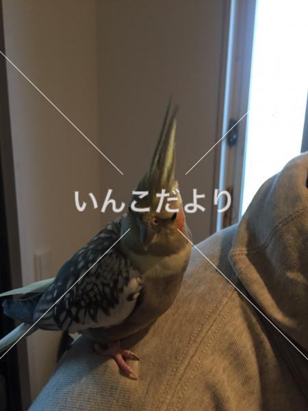 迷い鳥の写真