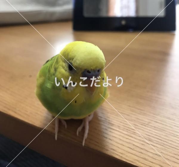 迷い鳥の写真
