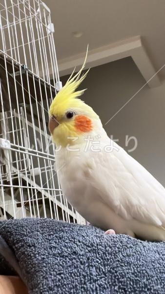 迷い鳥の写真