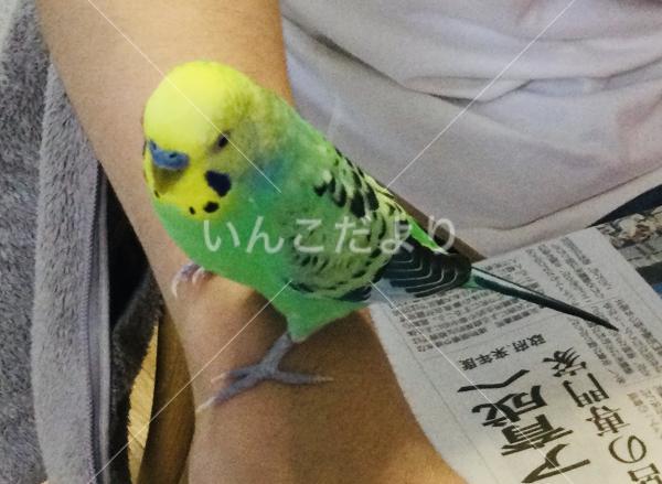 迷い鳥の写真