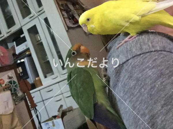 迷い鳥の写真