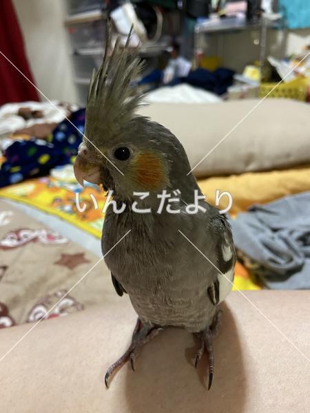 迷い鳥の写真