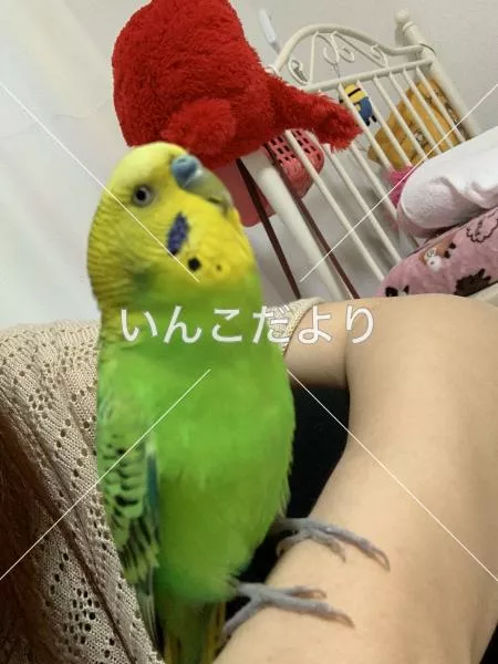保護鳥の写真