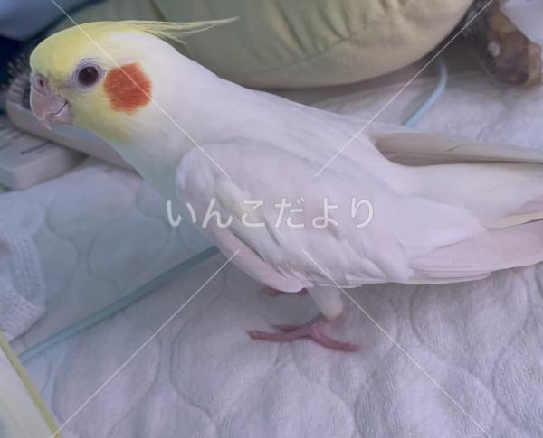迷い鳥の写真