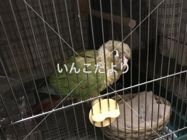保護鳥の写真