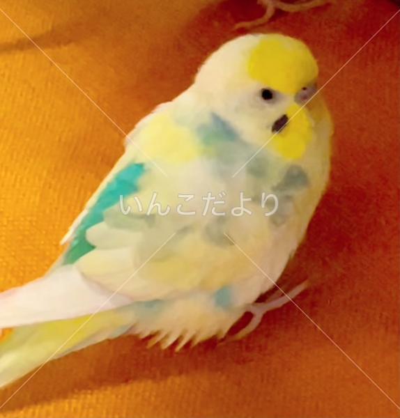 迷い鳥の写真