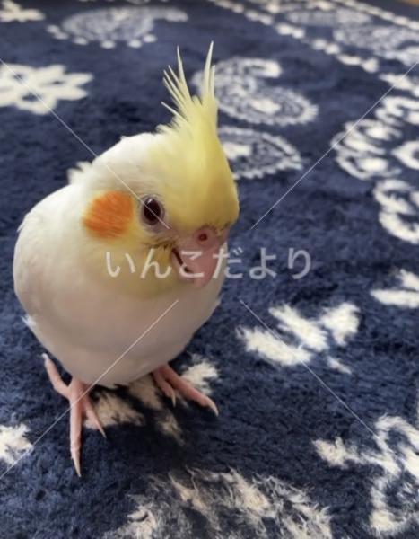 迷い鳥の写真