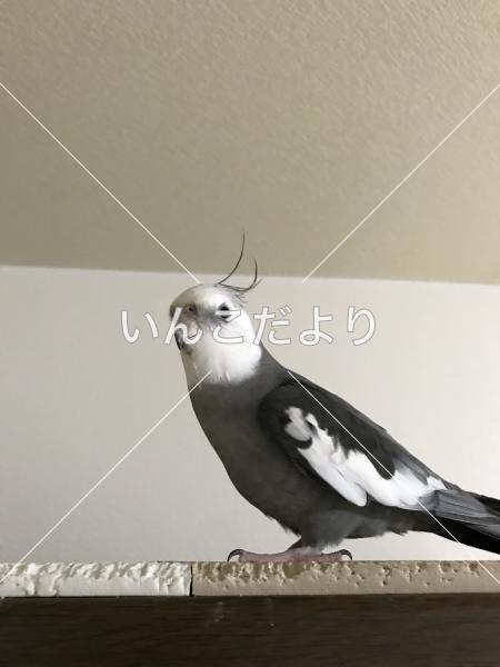 迷い鳥の写真