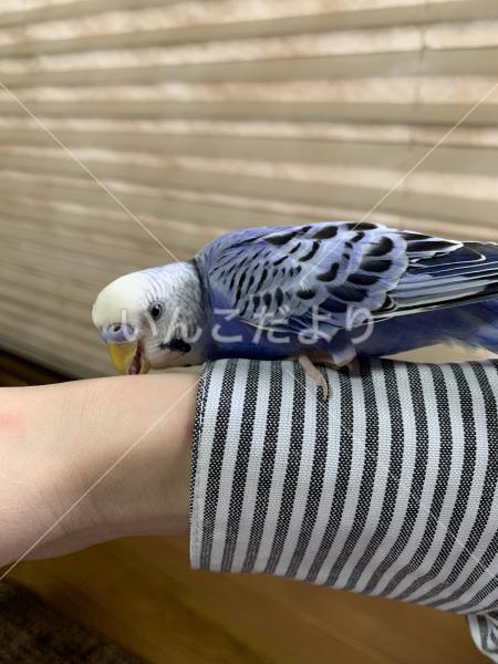 迷い鳥の写真