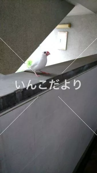 保護鳥の写真