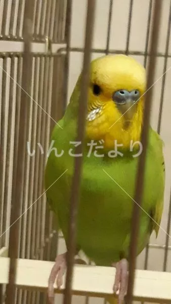 保護鳥の写真