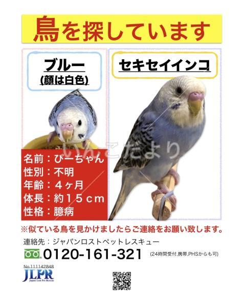 迷い鳥の写真