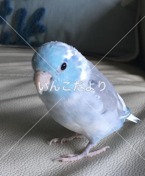 迷い鳥の写真
