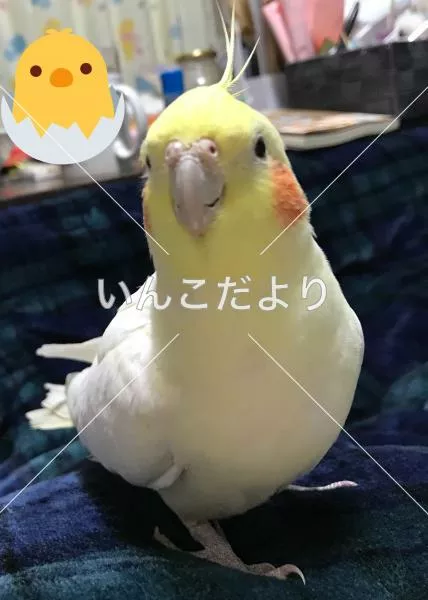 保護鳥の写真