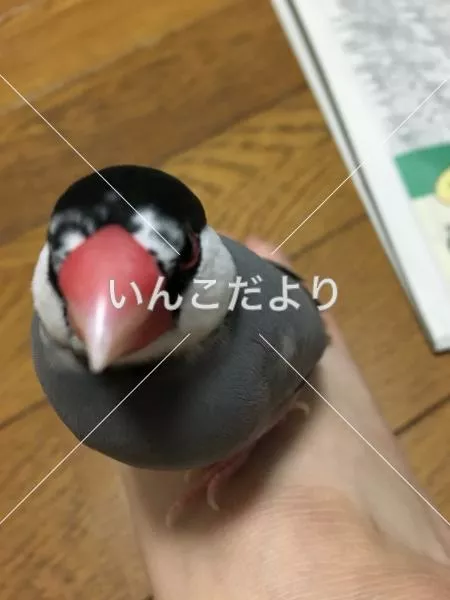 迷い鳥の写真