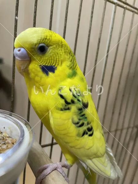 保護鳥の写真