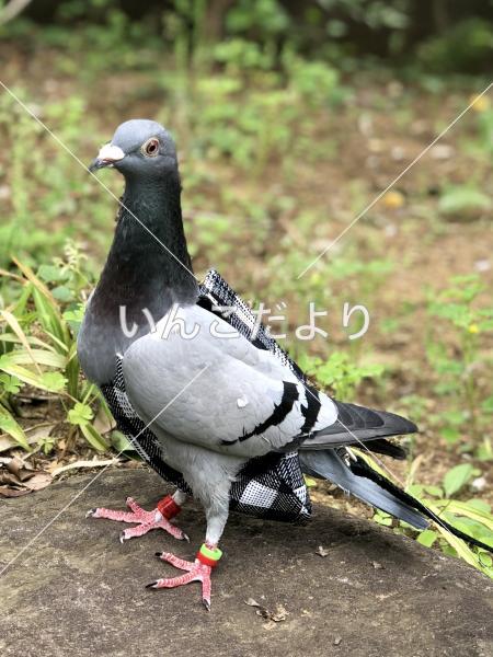 迷い鳥の写真