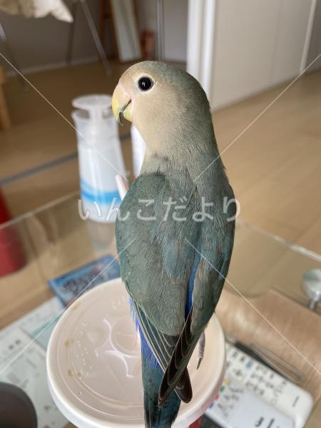 迷い鳥の写真