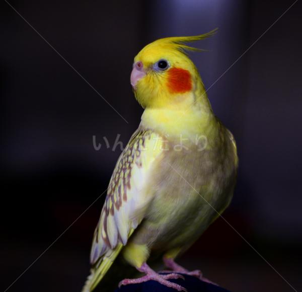 迷い鳥の写真