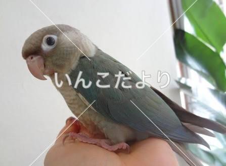 迷い鳥の写真