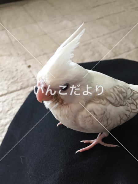迷い鳥の写真