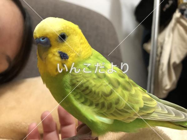 迷い鳥の写真