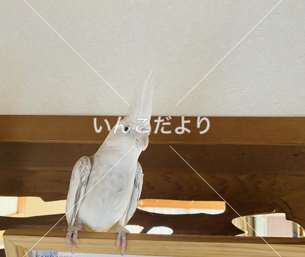 迷い鳥の写真