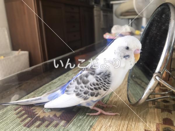迷い鳥の写真