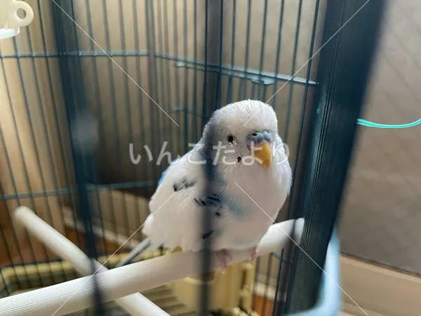 保護鳥の写真