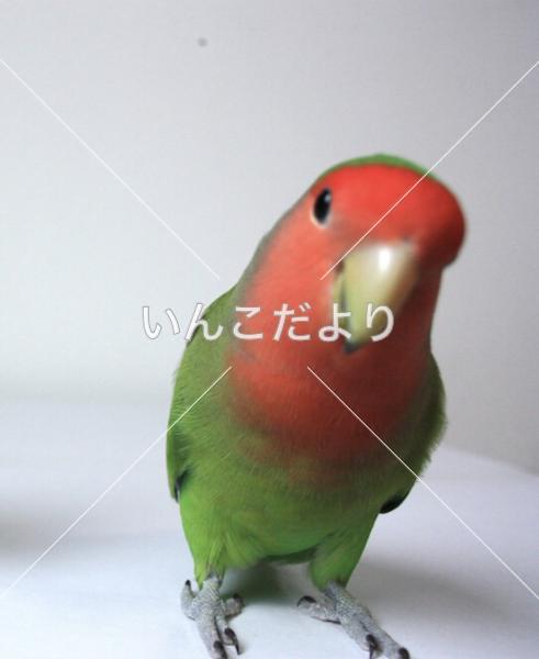 迷い鳥の写真