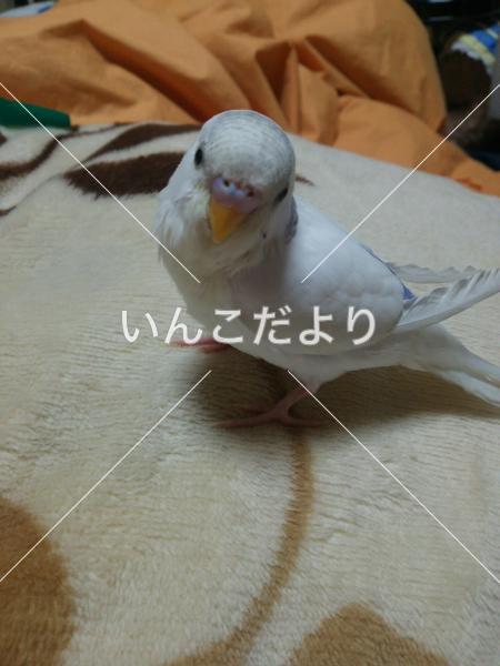 迷い鳥の写真
