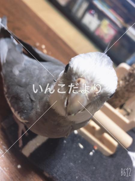 迷い鳥の写真