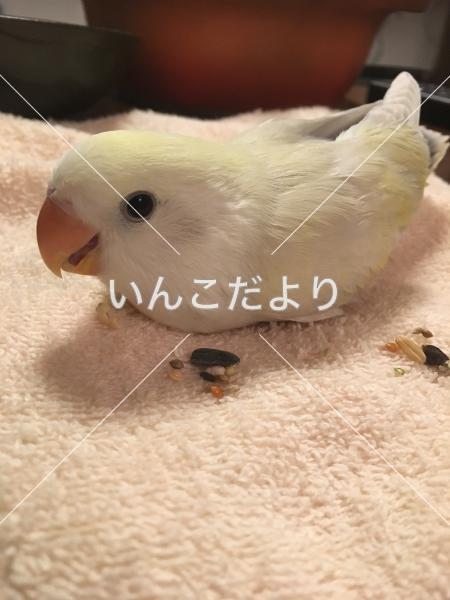 迷い鳥の写真