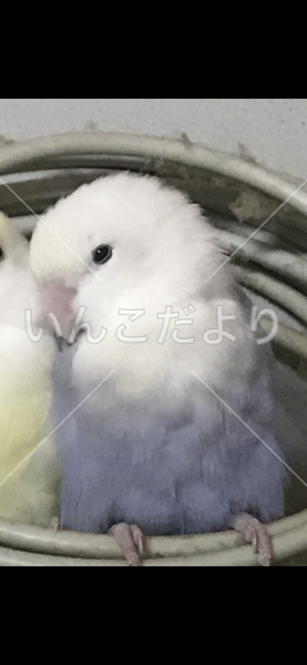 迷い鳥の写真