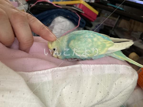 迷い鳥の写真