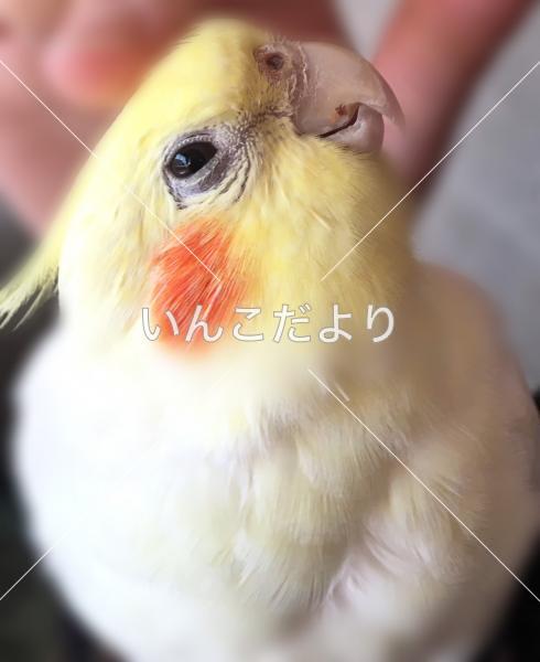 迷い鳥の写真