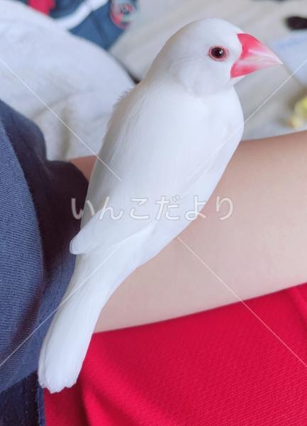 迷い鳥の写真