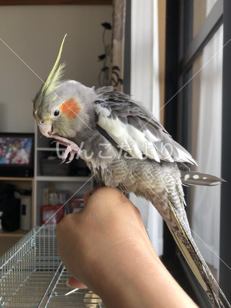 迷い鳥の写真