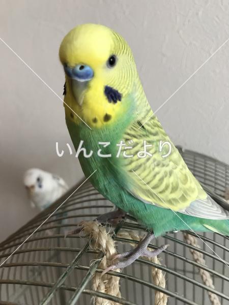 迷い鳥の写真