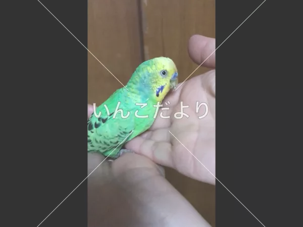 保護鳥の写真