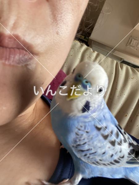 迷い鳥の写真