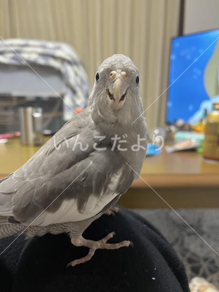 迷い鳥の写真