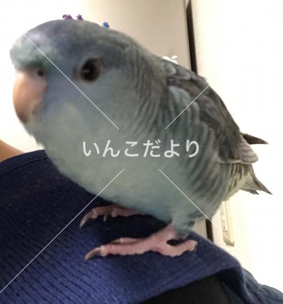 迷い鳥の写真