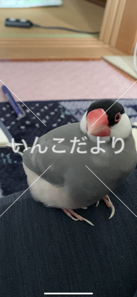 迷い鳥の写真