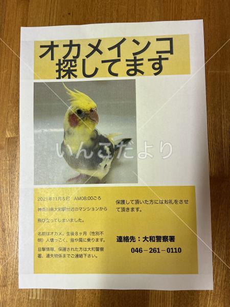 迷い鳥の写真
