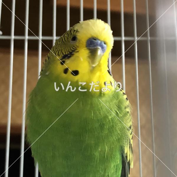 保護鳥の写真