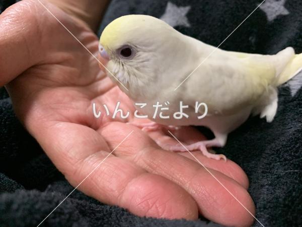 保護鳥の写真