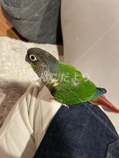 迷い鳥の写真