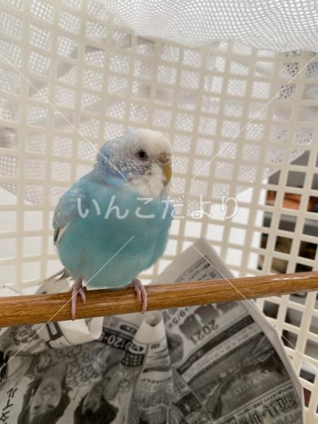 保護鳥の写真